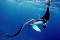 This splendid copy of Manta, has been photographed, in ap... by Fabrizio Frixa 